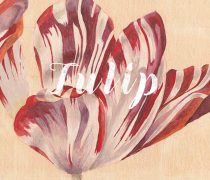 TULIP-WOLFNOTH